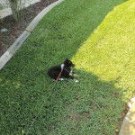 Un Pembroke Sheltie allongé sur une surface gazonnée et qui est tenu en laisse 