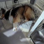 Un Pembroke Sheltie allongé dans un panier et semblant dormir 