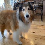 Un Pembroke Sheltie sur un plancher etsemblant détendu