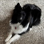 Un Pembroke Sheltie allongé sur une moquette et portant un collie autour du cou