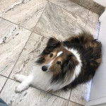 Un Pembroke Sheltie allongé sur un sol carrelé et regardant vers la caméra 
