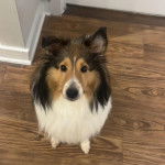 Un Pembroke Sheltie assis sur un plancher et semblant détendu 
