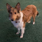 Un Pembroke Sheltie sur une moquette et portant un collier autour du cou