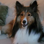 Un Pembroke Sheltie allongé sur un canapé et regardant vers la caméra 