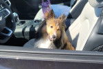 Un Pembroke Sheltie dans une voiture et semblant détendu 