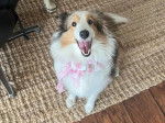 Un Pembroke Sheltie assis sur un tapis et ayant la gueule ouverte