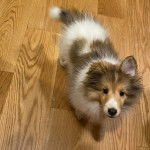Un Pembroke Sheltie sur un plancher et regardant vers la caméra 
