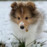 Un Pembroke Sheltie sur une surface enneigée et portant un collier autour du cou