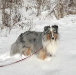 Un Pembroke Sheltie sur une surface enneigée et qui est tenu en laisse 