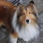 Un Pembroke Sheltie regardant vers la caméra 