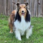 Un Pembroke Sheltie sur un terrain herbeux et regardant vers la caméra 