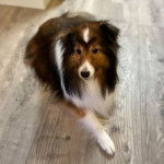 Un Pembroke Sheltie allongé sur un plancher et semblant détendu 