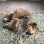 Un Pembroke Sheltie allongé sur un tapis et semblant détendu 