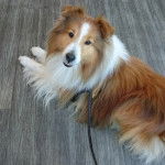 Un Pembroke Sheltie allongé sur un plancher et qui est tenu en laisse 