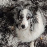 Un Pembroke Sheltie allongé dans un panier et regardant vers la caméra 