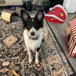 Un Pembroke Sheltie sur un tapis et portant un collier autour du cou