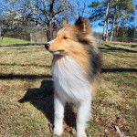 Un Pembroke Sheltie sur un terrain herbeux et semblant détendu 
