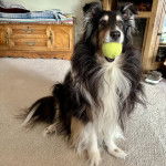 Un Pembroke Sheltie assis sur une moquette et ayant une balle de tennis dans sa gueule 