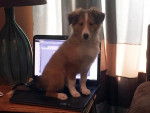 Un Pembroke Sheltie assis sur un ordinateur et semblant détendu 