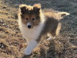 Un Pembroke Sheltie 
