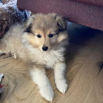 Un chiot Pembroke Sheltie allongé sur un plancher et regardant vers la caméra 