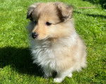 Un chiot Pembroke Sheltie assis sur un terrain herbeux 