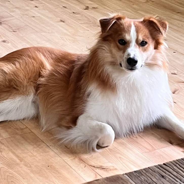 Un Pembroke Sheltie allongé sur un plancher et regardant vers la caméra 