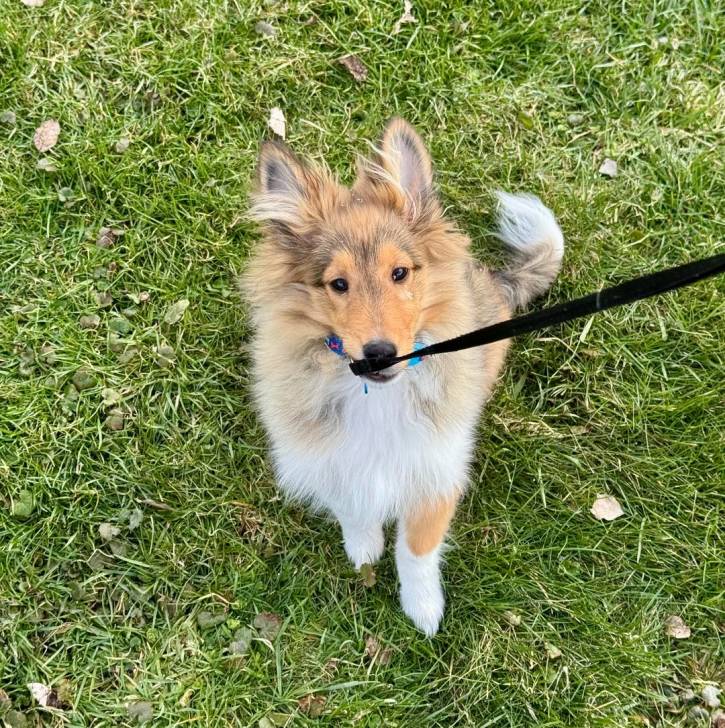 Un Pembroke Sheltie sur un terrain herbeux et qui est tenu en laisse 