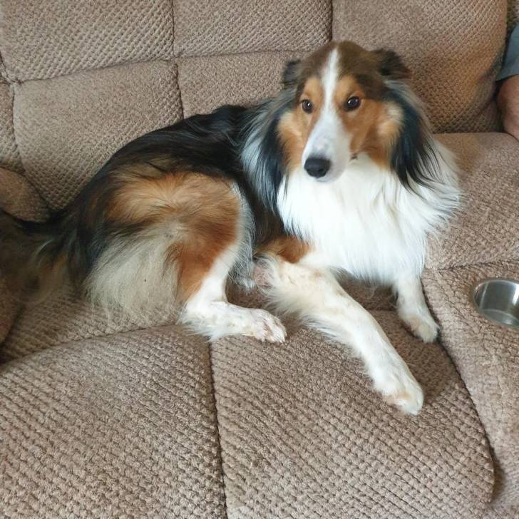 Un Pembroke Sheltie allongé sur un canapé et semblant détendu 