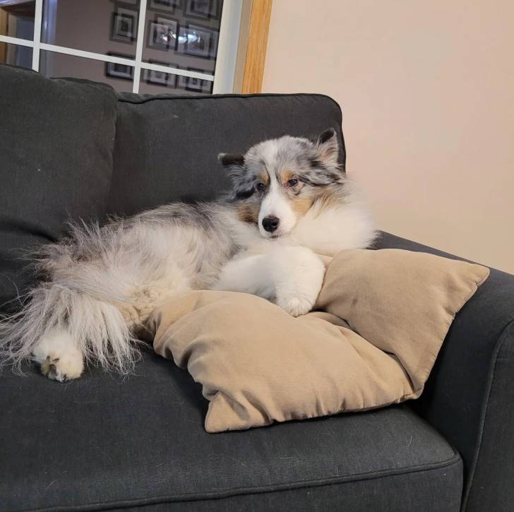 Un Pembroke Sheltie allongé sur un canapé et semblant détendu