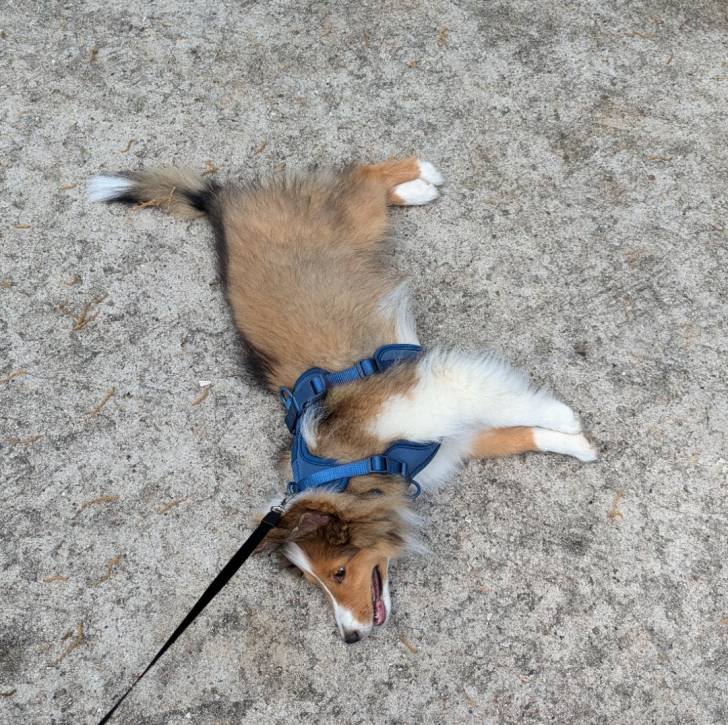 Un Pembroke Sheltie allongé sur une surface bétonnée et qui est tenu en laisse 