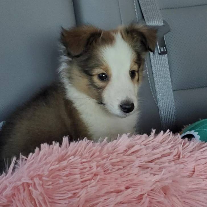 Un chiot Pembroke Sheltie assis sur la banquette arrière d'une voiture 
