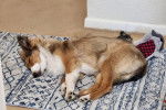 Un Pembroke Sheltie allongé sur un tapis et semblant dormir