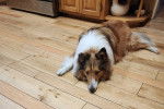 Un Pembroke Sheltie allongé sur un plancher et semblant détendu 
