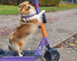 Un Pembroke Sheltie sur une trottinette et portant un collier autour du cou