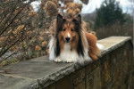 Un Pembroke Sheltie allongé sur un muret et semblant détendu 