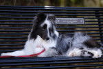 Un Pembroke Sheltie allongé sur un banc et qui est tenu en laisse 