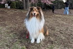 Un Pembroke Sheltie assis sur un terrain herbeux et qui est tenu en laisse 