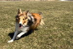 Un Pembroke Sheltie courant sur une surface herbacée et regardant vers la caméra 