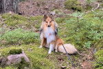 Un Pembroke Sheltie sur un terrain herbeux et qui est tenu en laisse 