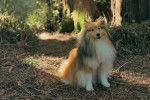 Un Pembroke Sheltie assis sur un terrain herbeux et semblant détendu 