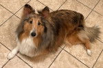 Un Pembroke Sheltie allongé sur un sol carrelé et regardant vers la caméra 