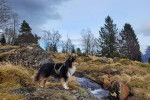 Un Pembroke Sheltie sur un rocher et portant un harnais 
