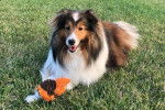 Un Pembroke Sheltie allongé sur un terrain herbeux et ayant une peluche entre ses pattes 