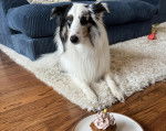 Un Pembroke Sheltie allongé sur un tapis et regardant vers la caméra 