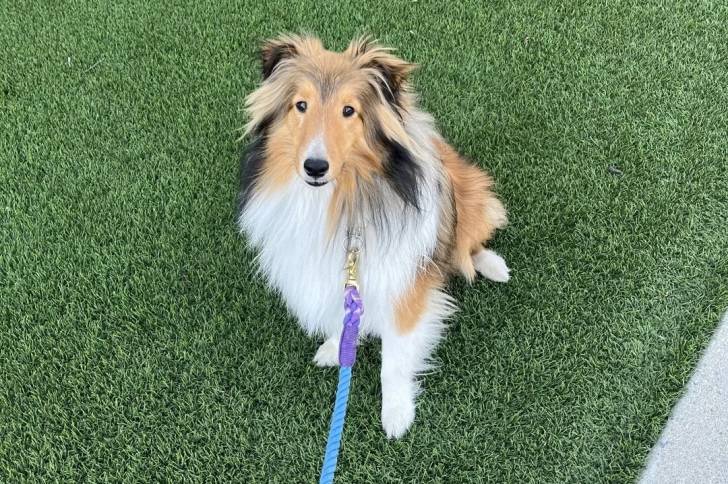 Un Pembroke Sheltie assis sur du gazon synthétique et qui qui est tenu en laisse 