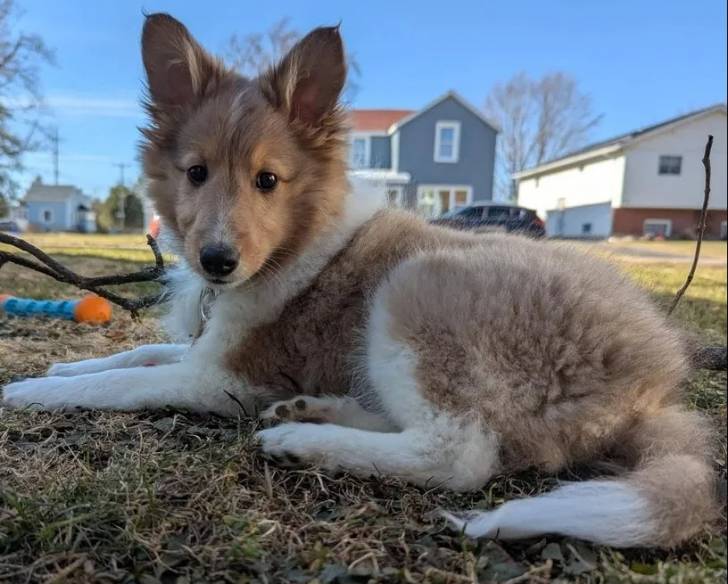 Un Pembroke Sheltie allongé sur un terrain herbeux et portant un collier autour du cou