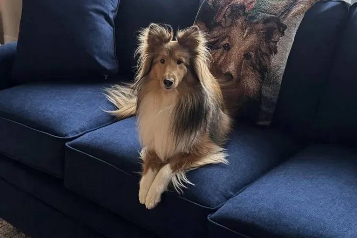 Un Pembroke Sheltie allongé sur un canapé et semblant détendu 