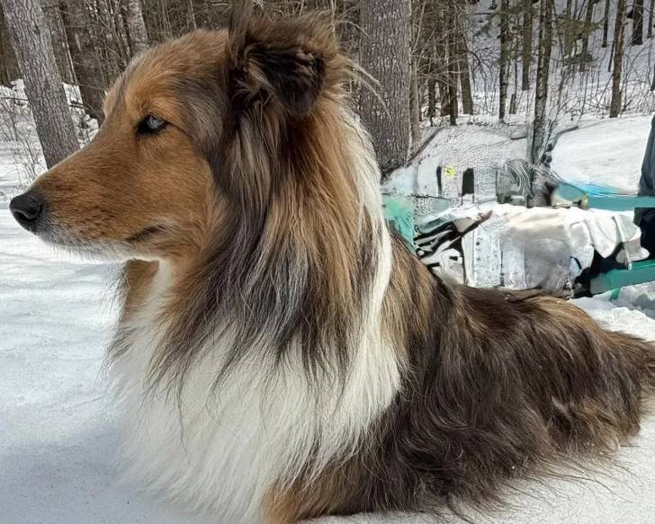 Un Pembroke Sheltie sur une surface enneigée et semblant détendu