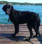 TARZAN - Retriever &agrave; Poil Plat M&acirc;le (5 mois)